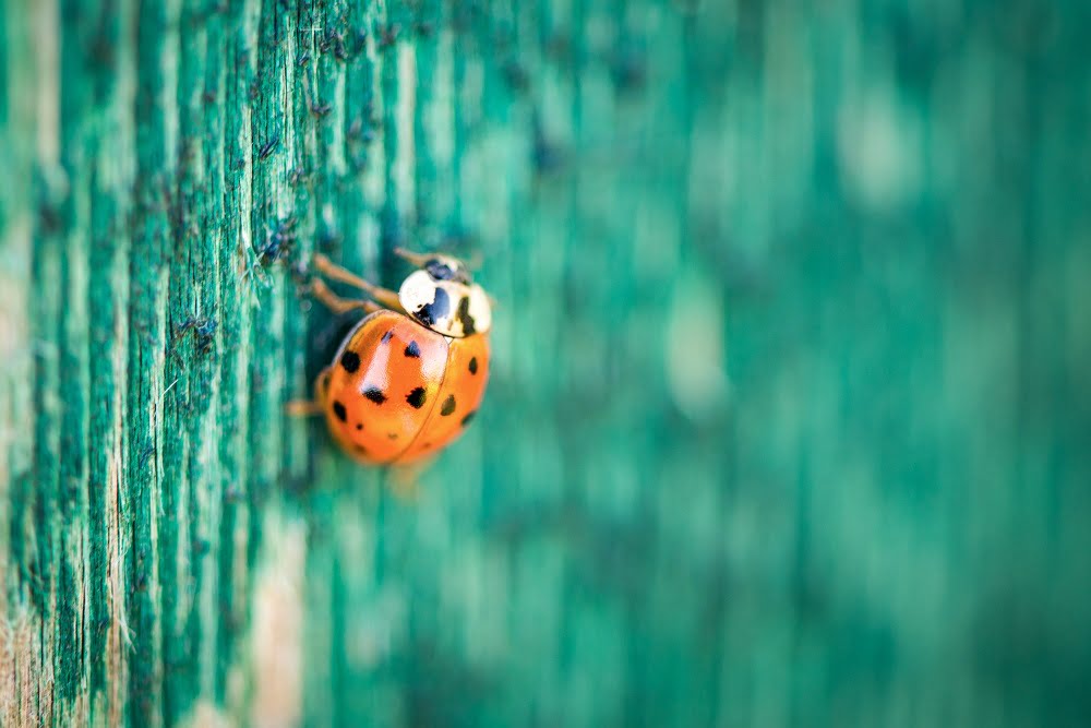 Ladybug on green wooden background